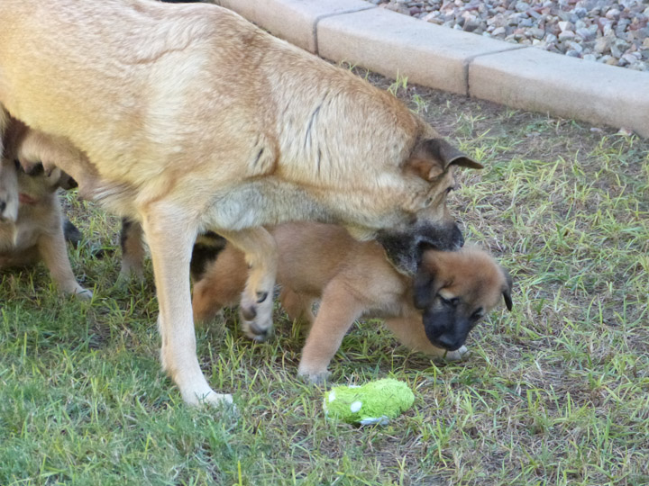 chinook dog